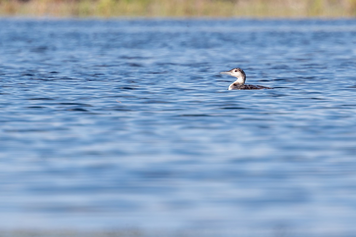 Common Loon - ML658392229