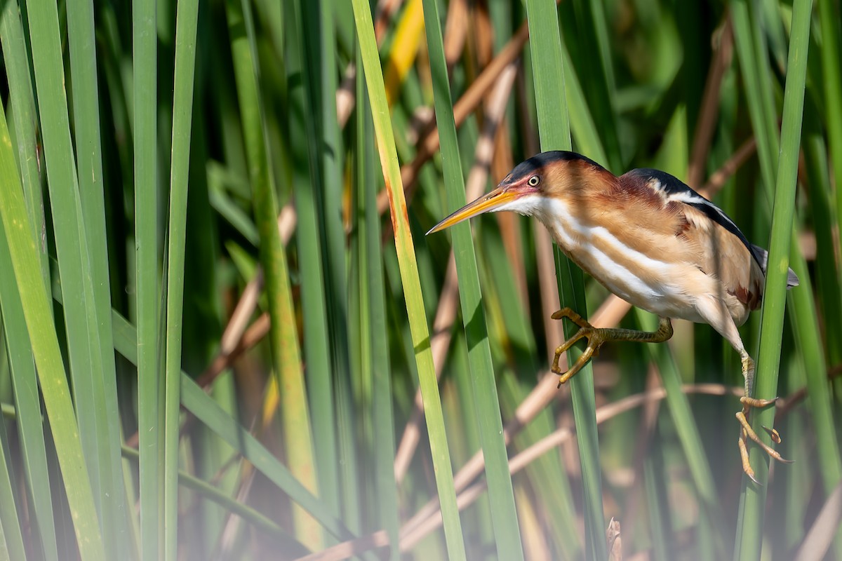 Least Bittern - ML658392270