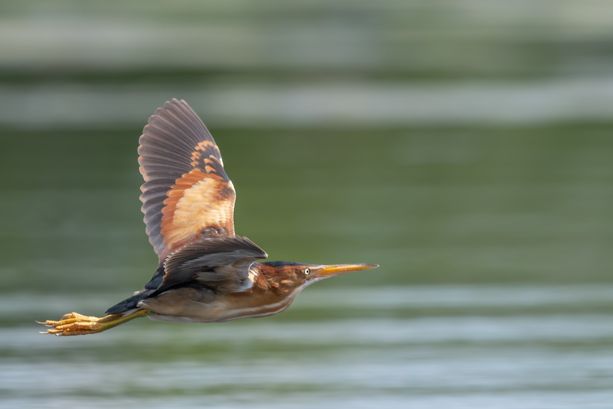 Least Bittern - ML658392271