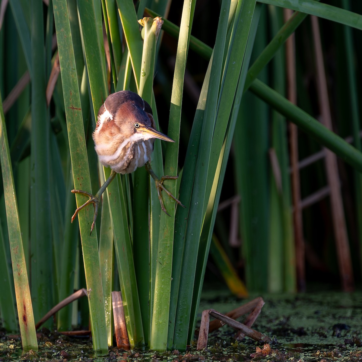 Least Bittern - ML658392274