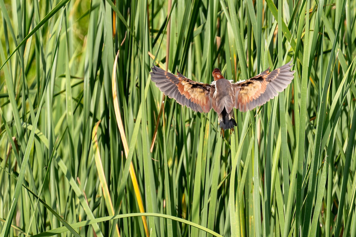 Least Bittern - ML658392275