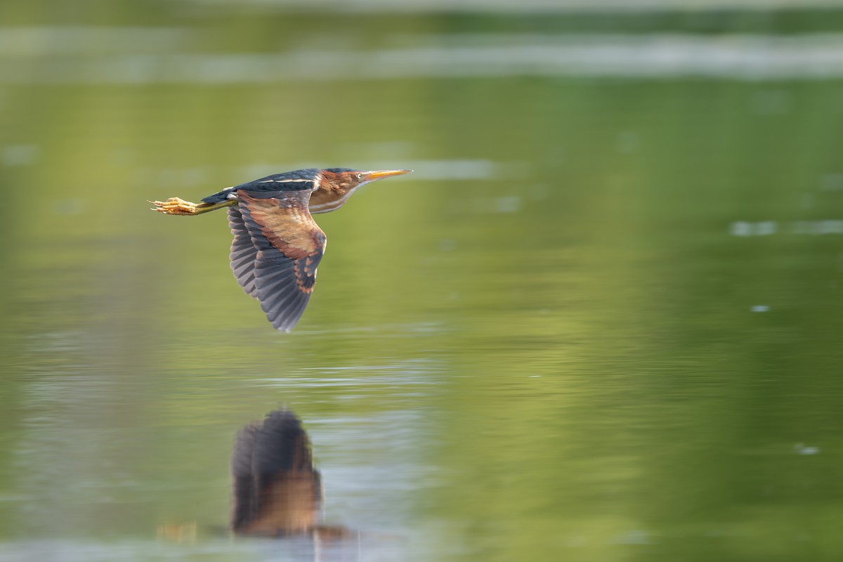 Least Bittern - ML658392276