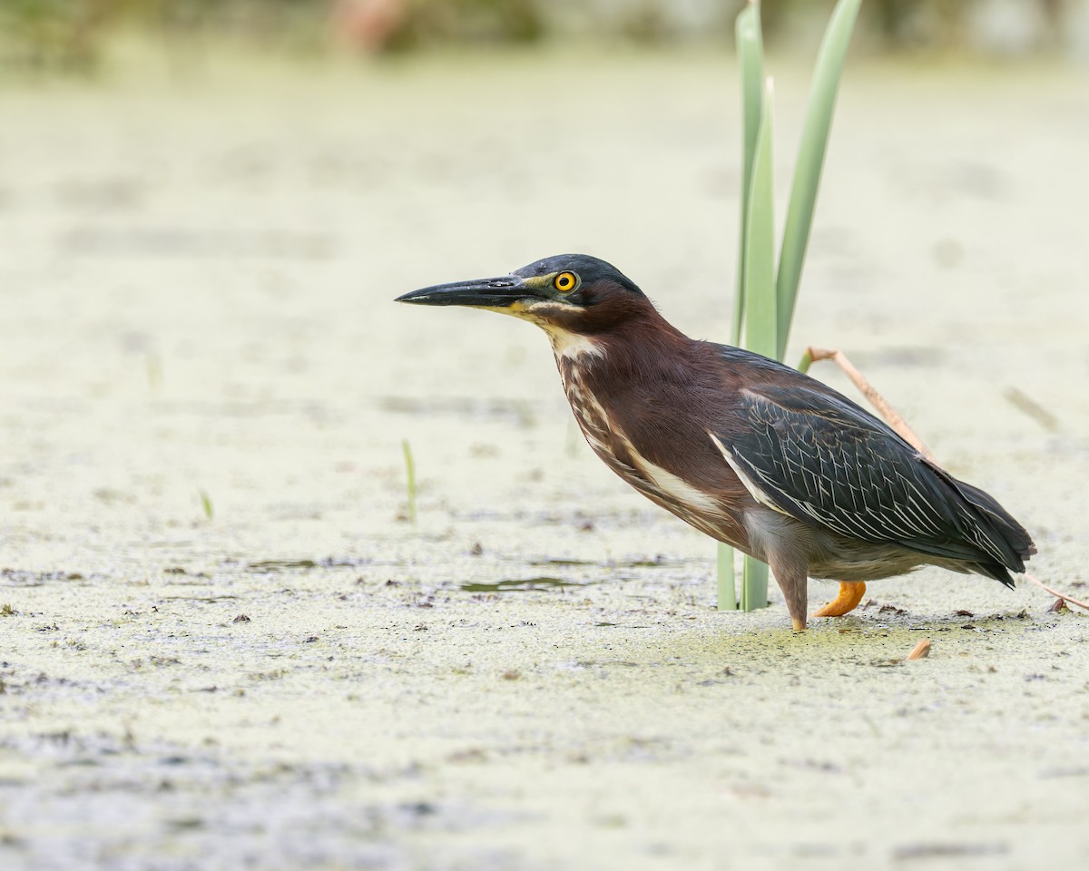 Green Heron - ML658392295