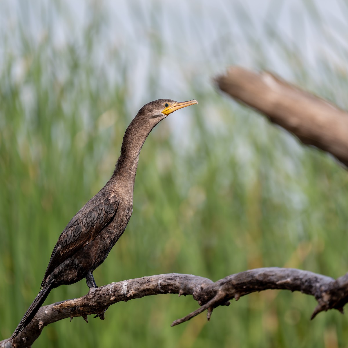 Neotropic Cormorant - ML658392313