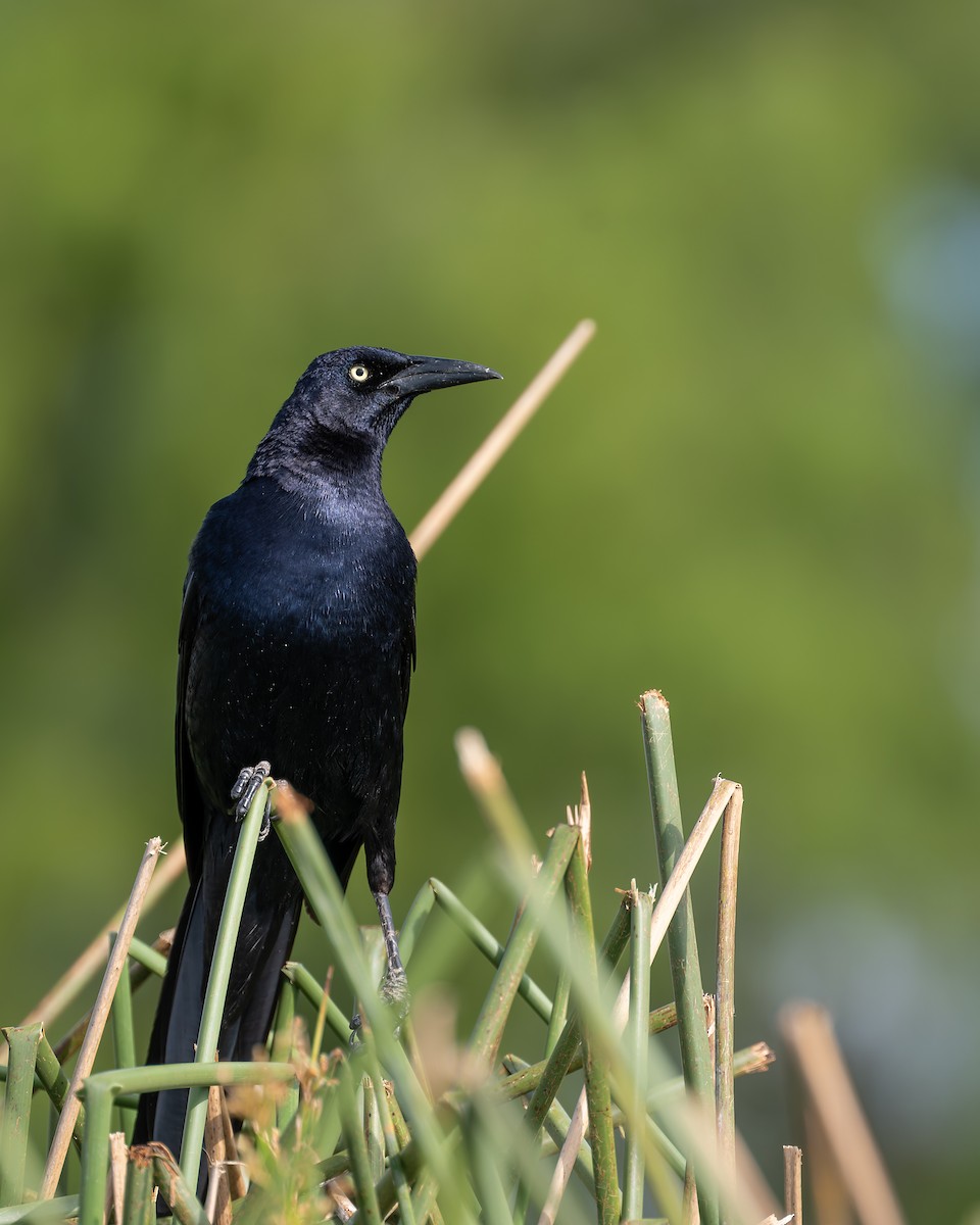 Great-tailed Grackle - ML658392328