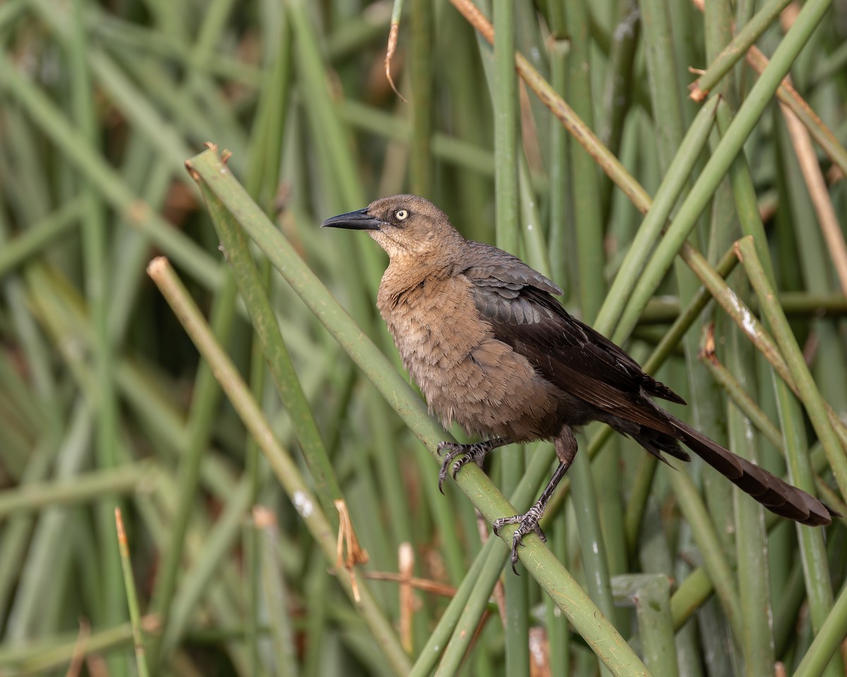 Great-tailed Grackle - ML658392329