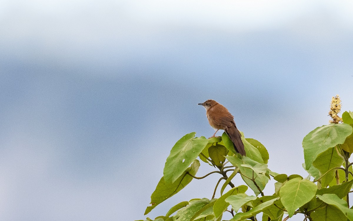 Fan-tailed Grassbird - ML658393117