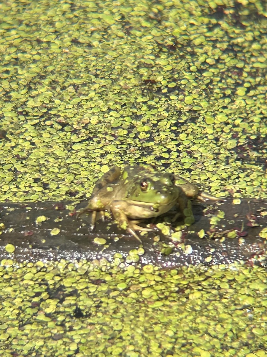 American Bullfrog - ML658393876