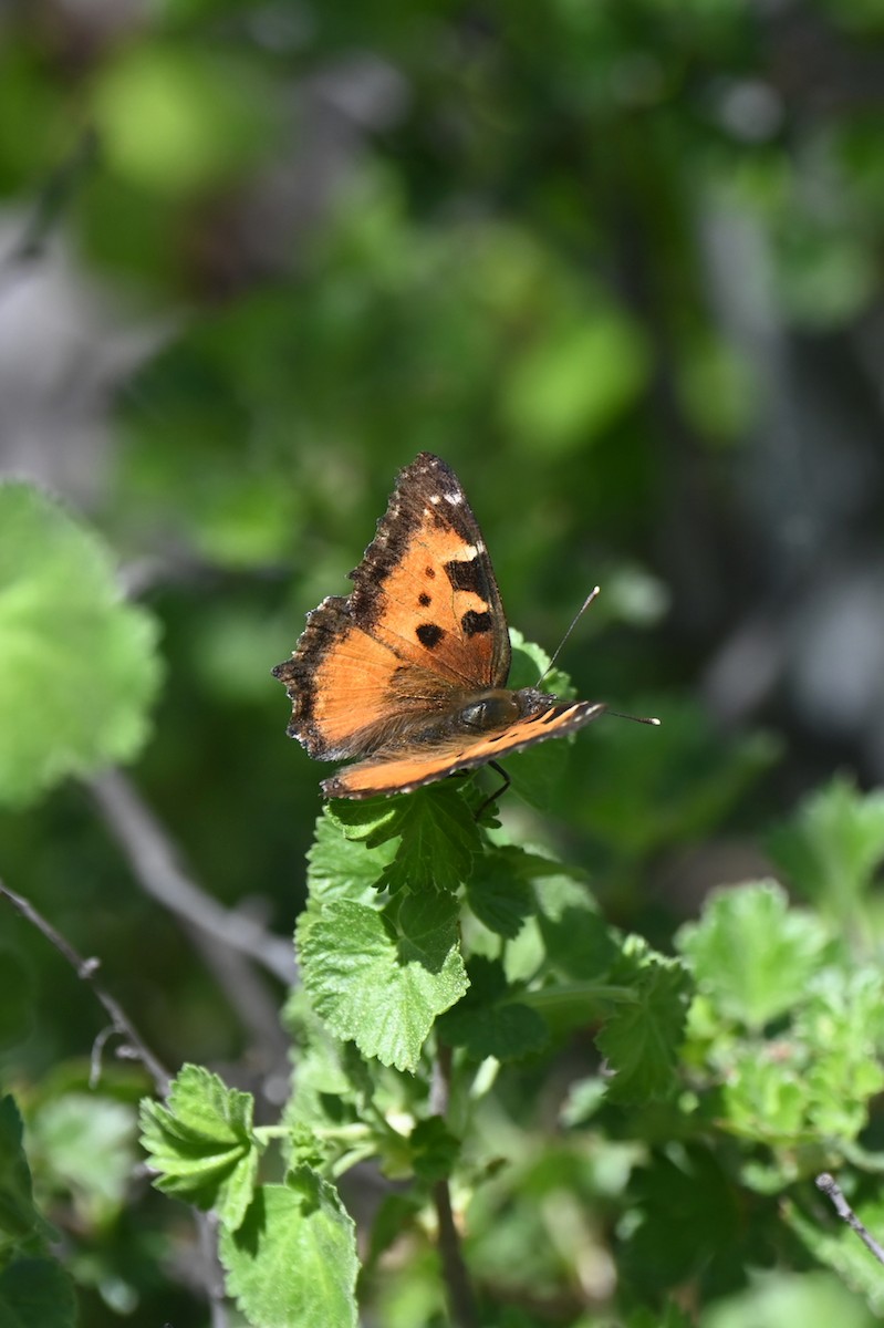 California Tortoiseshell - ML658394543