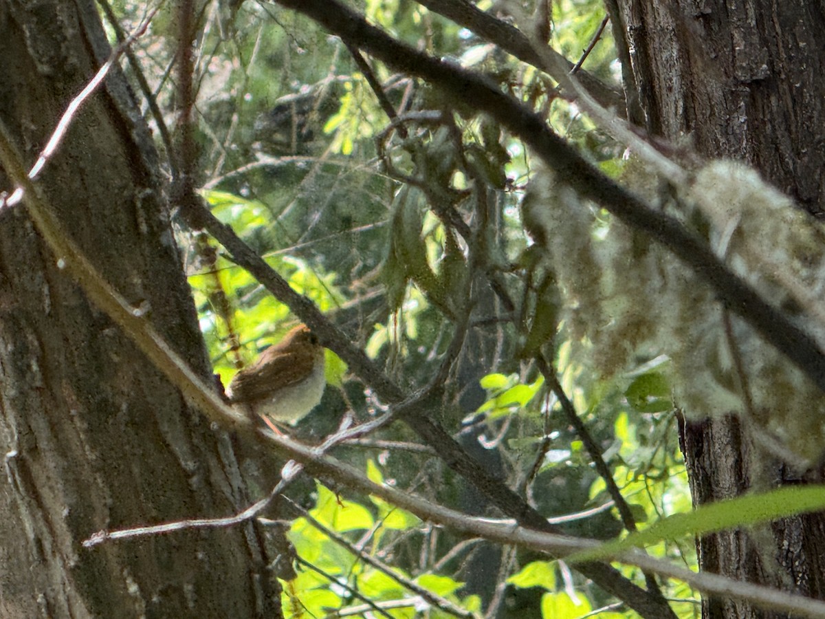 Veery - ML658396523