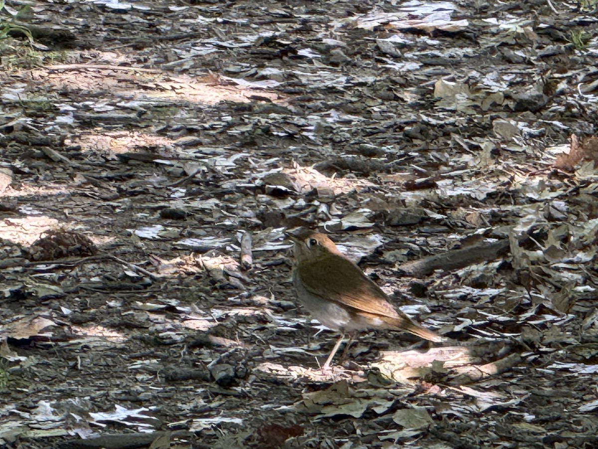 Veery - ML658396547