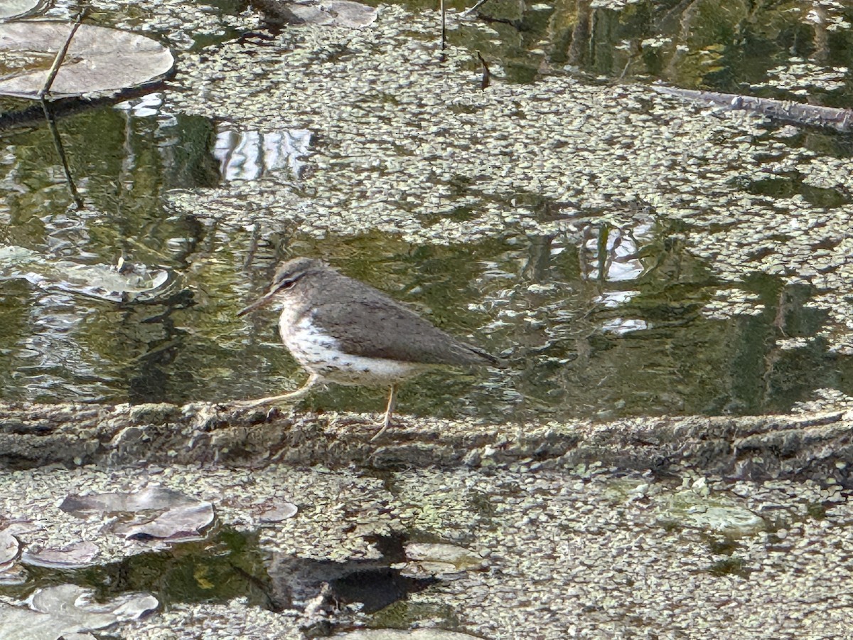 Spotted Sandpiper - ML658396654