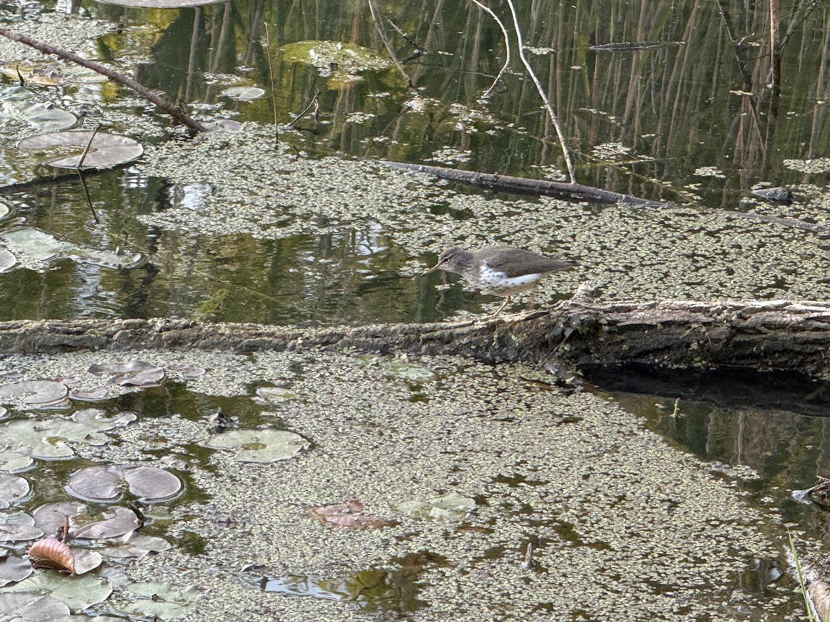 Spotted Sandpiper - ML658396675