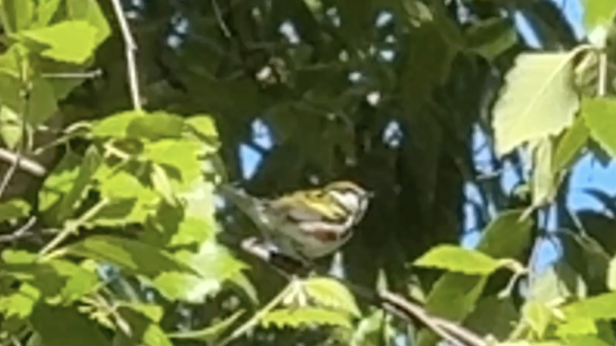 Chestnut-sided Warbler - ML658396757