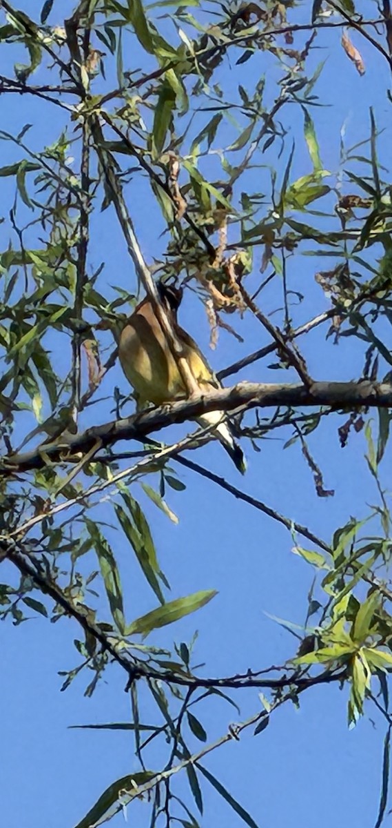 Cedar Waxwing - ML658397032