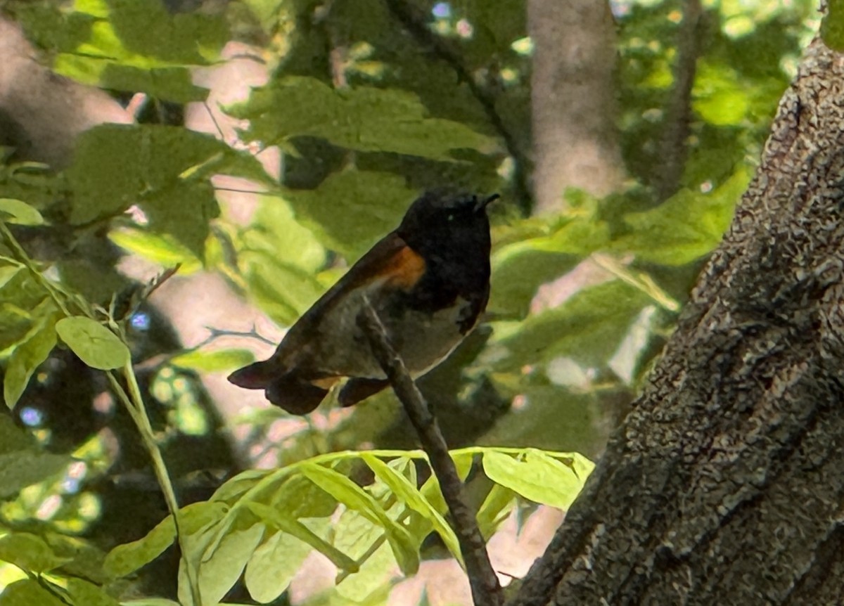 American Redstart - ML658397159