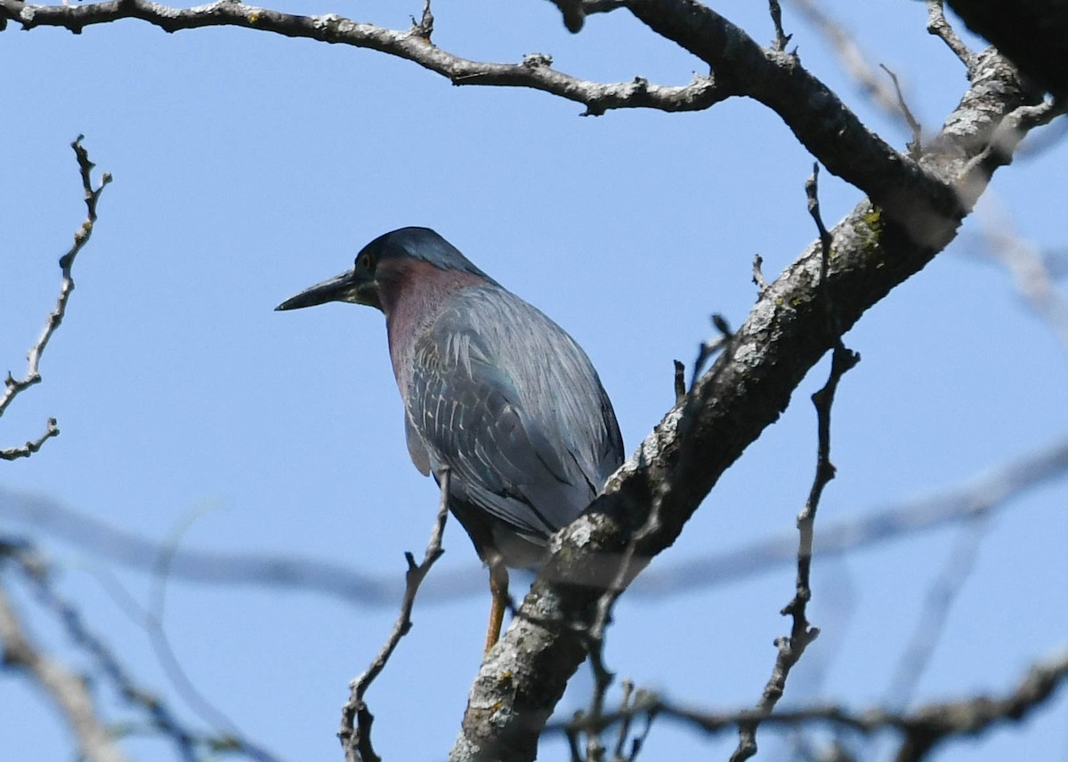 Green Heron - ML658397733
