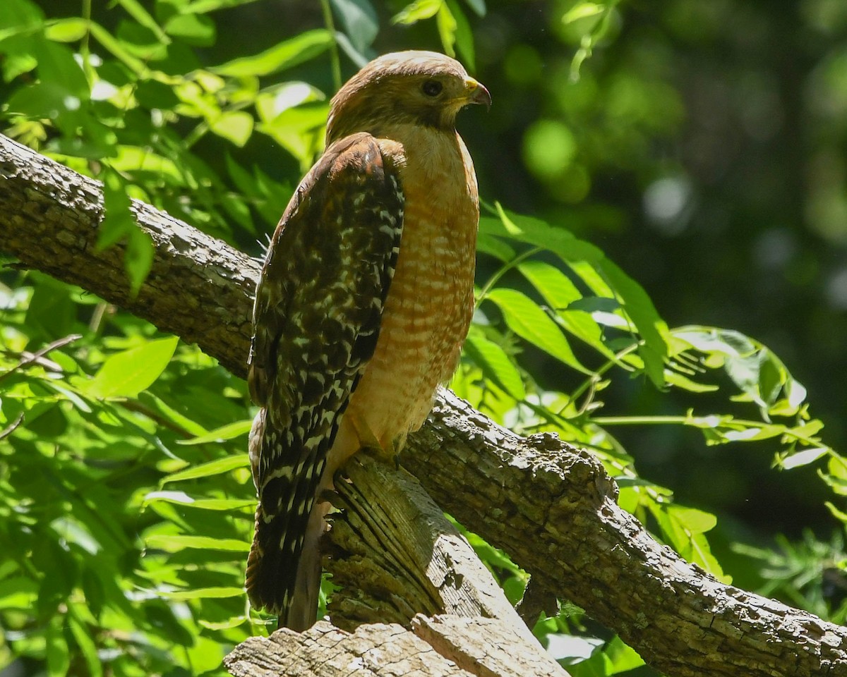Red-shouldered Hawk - ML658397748