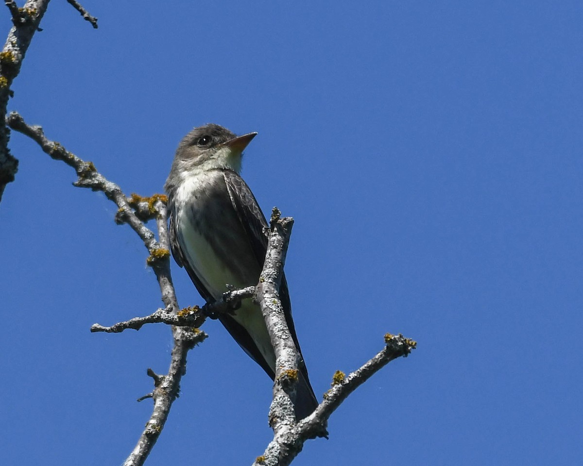 Olive-sided Flycatcher - ML658397798