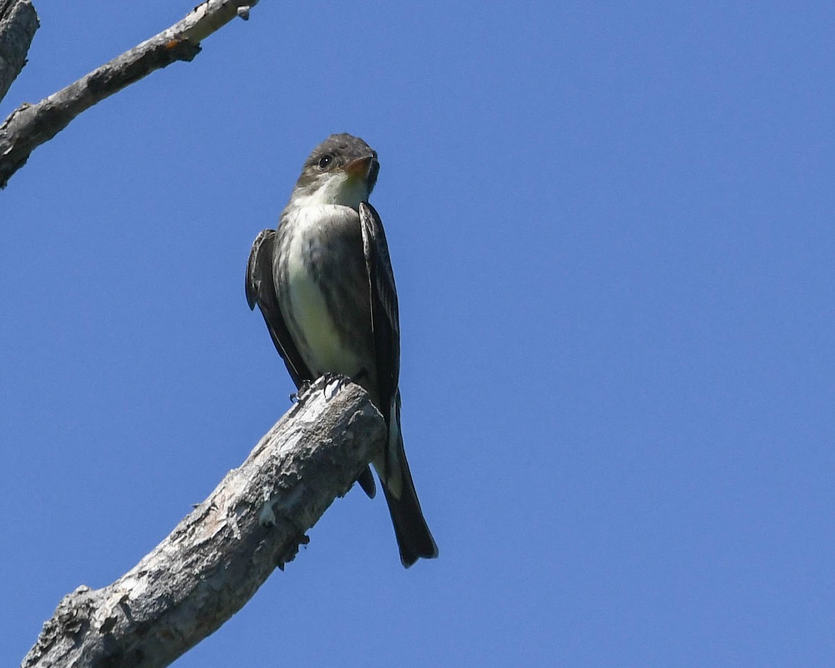 Olive-sided Flycatcher - ML658397799