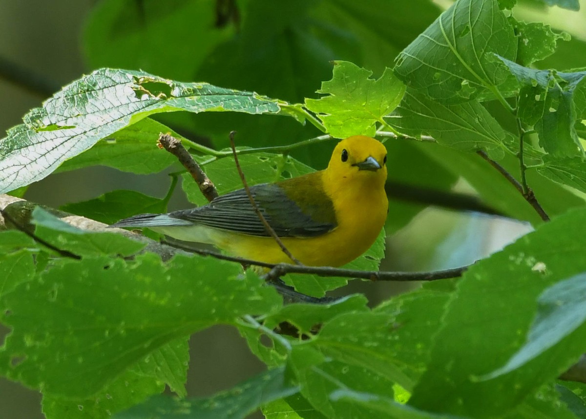 Prothonotary Warbler - ML658397819