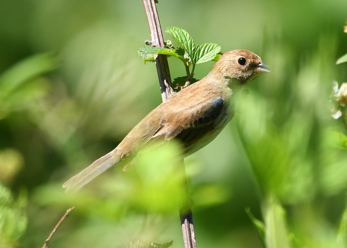 Indigo Bunting - ML658397853