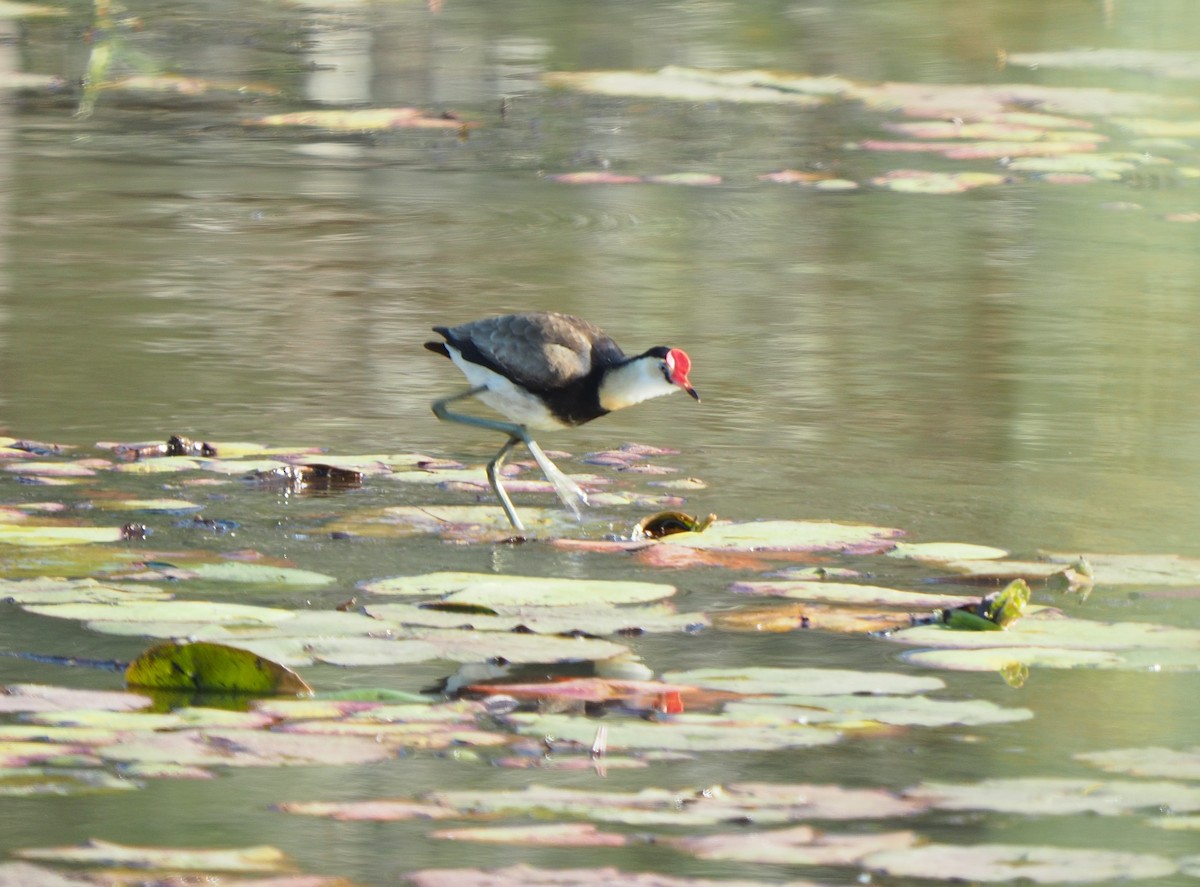 Comb-crested Jacana - ML65839961