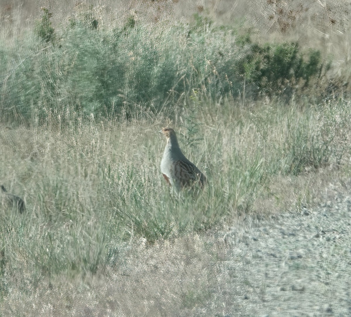 Gray Partridge - ML658400007