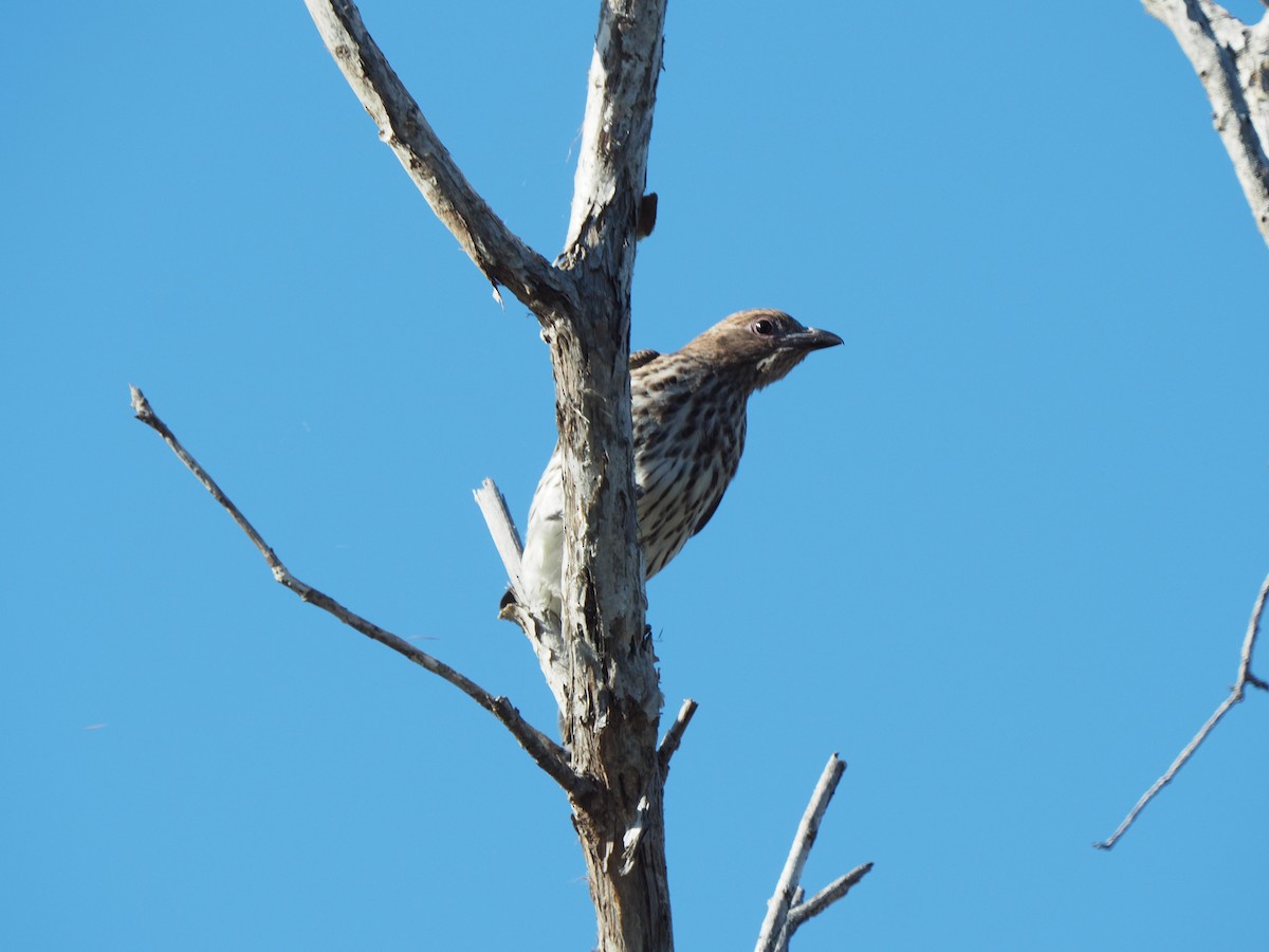 Australasian Figbird - ML65840111