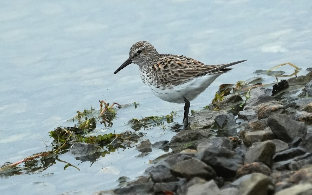 White-rumped Sandpiper - ML658401262
