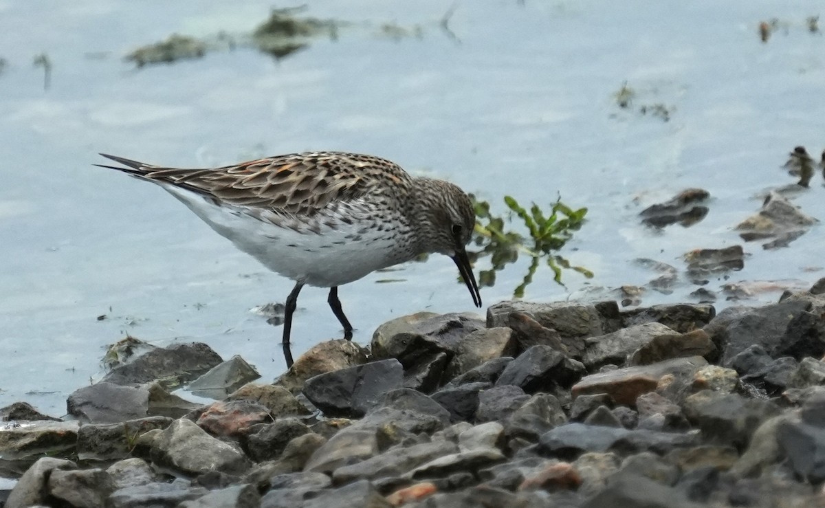 White-rumped Sandpiper - ML658401263
