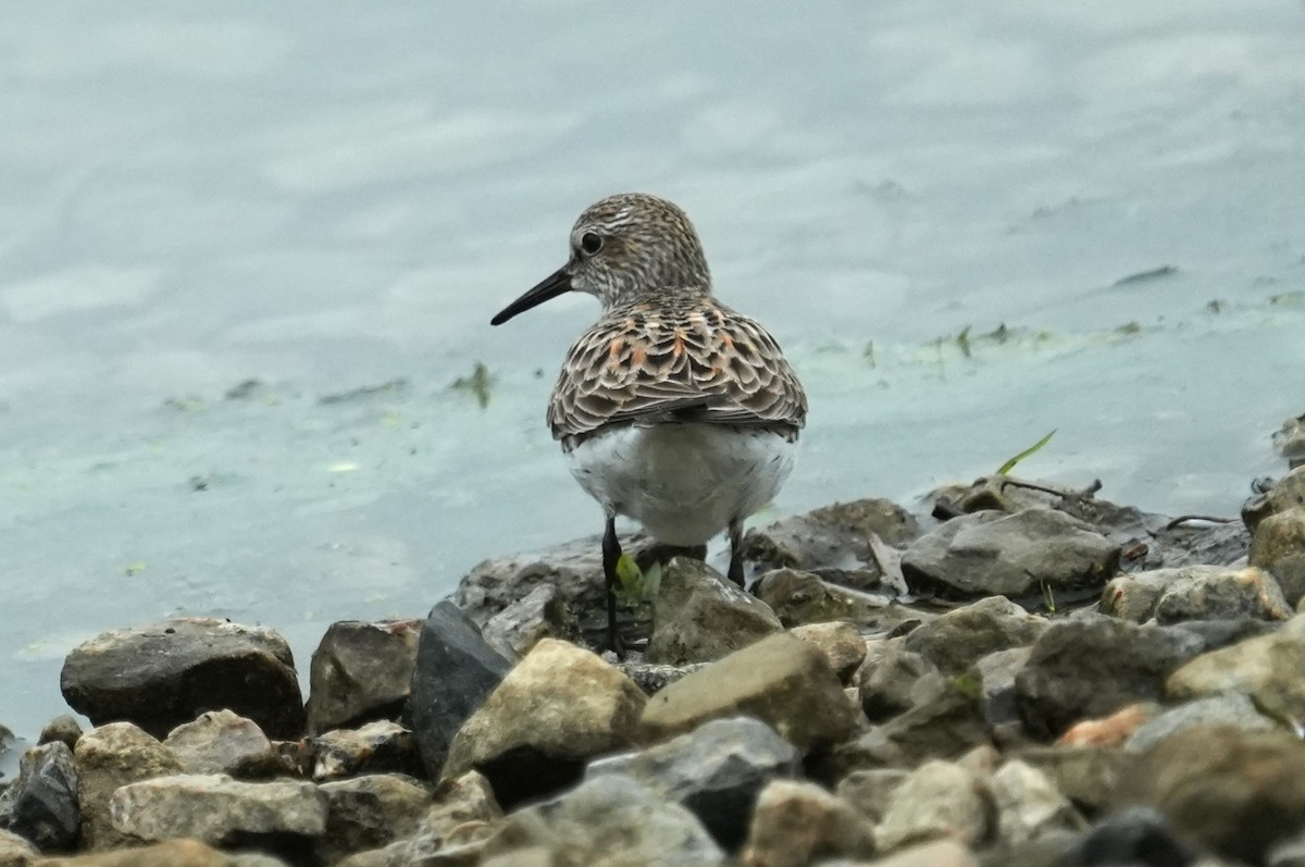 White-rumped Sandpiper - ML658401264
