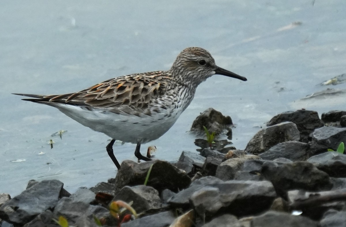 White-rumped Sandpiper - ML658401265