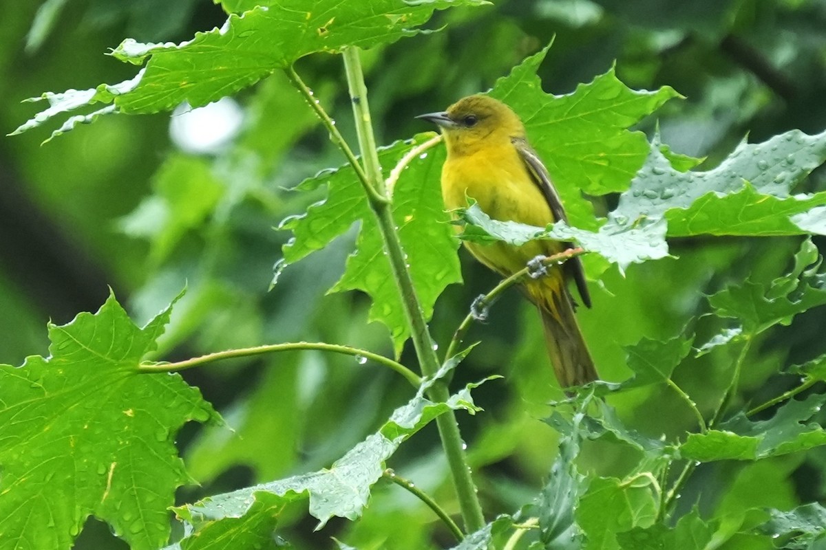 Orchard Oriole - ML658401308