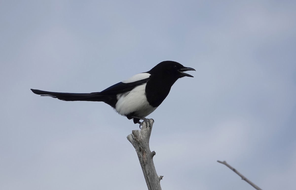 Black-billed Magpie - ML658401334