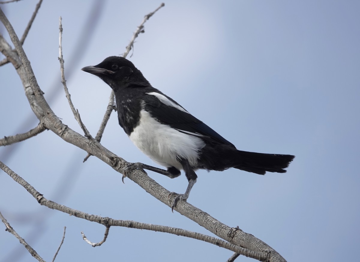 Black-billed Magpie - ML658401335