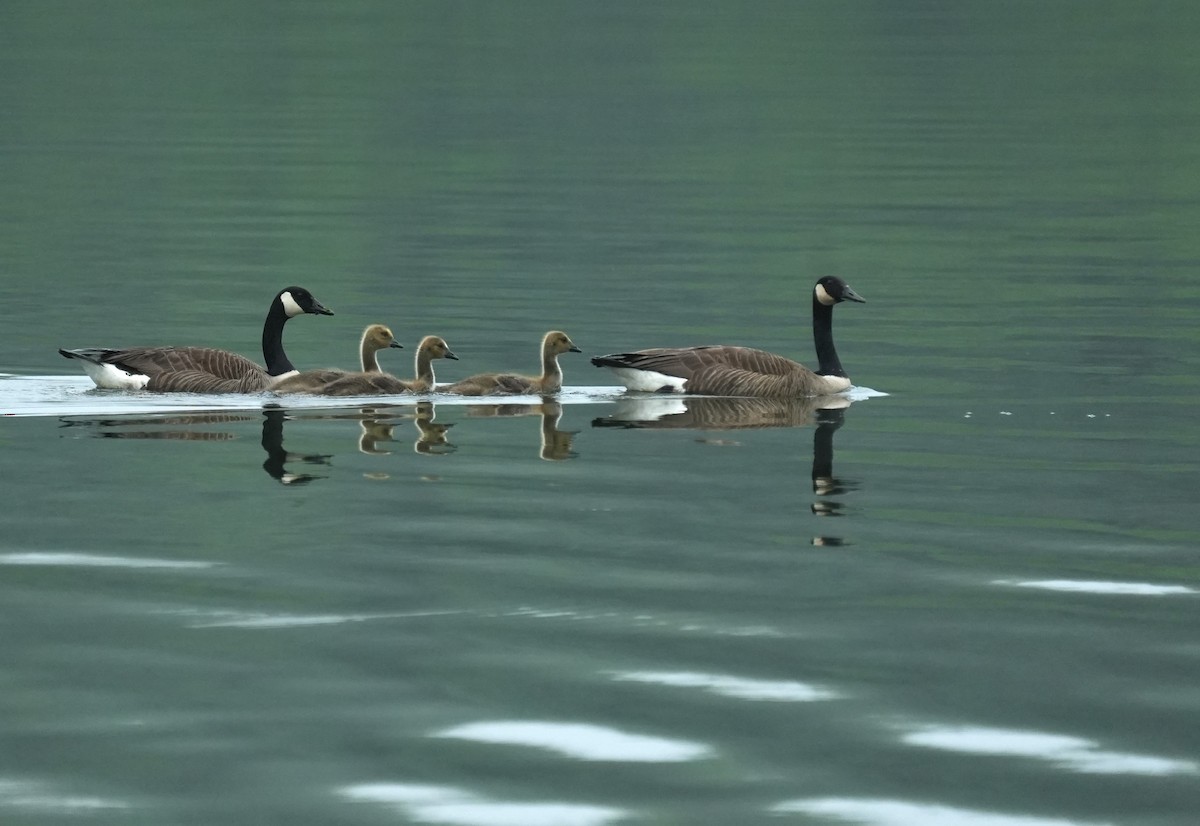 Canada Goose - ML658401363