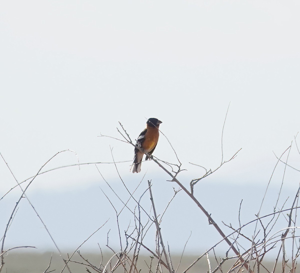 Black-headed Grosbeak - ML658401369