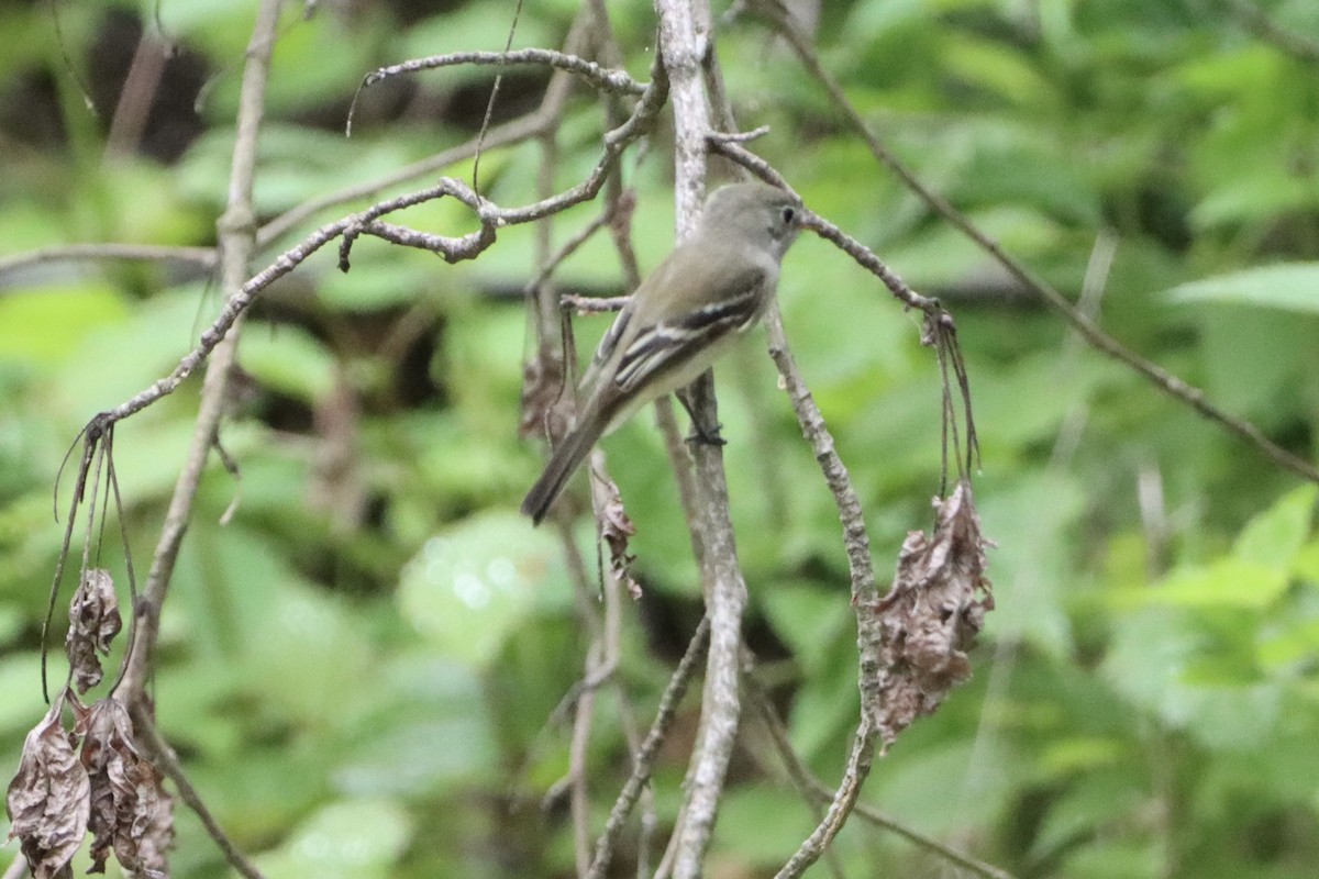 Least Flycatcher - ML658402242