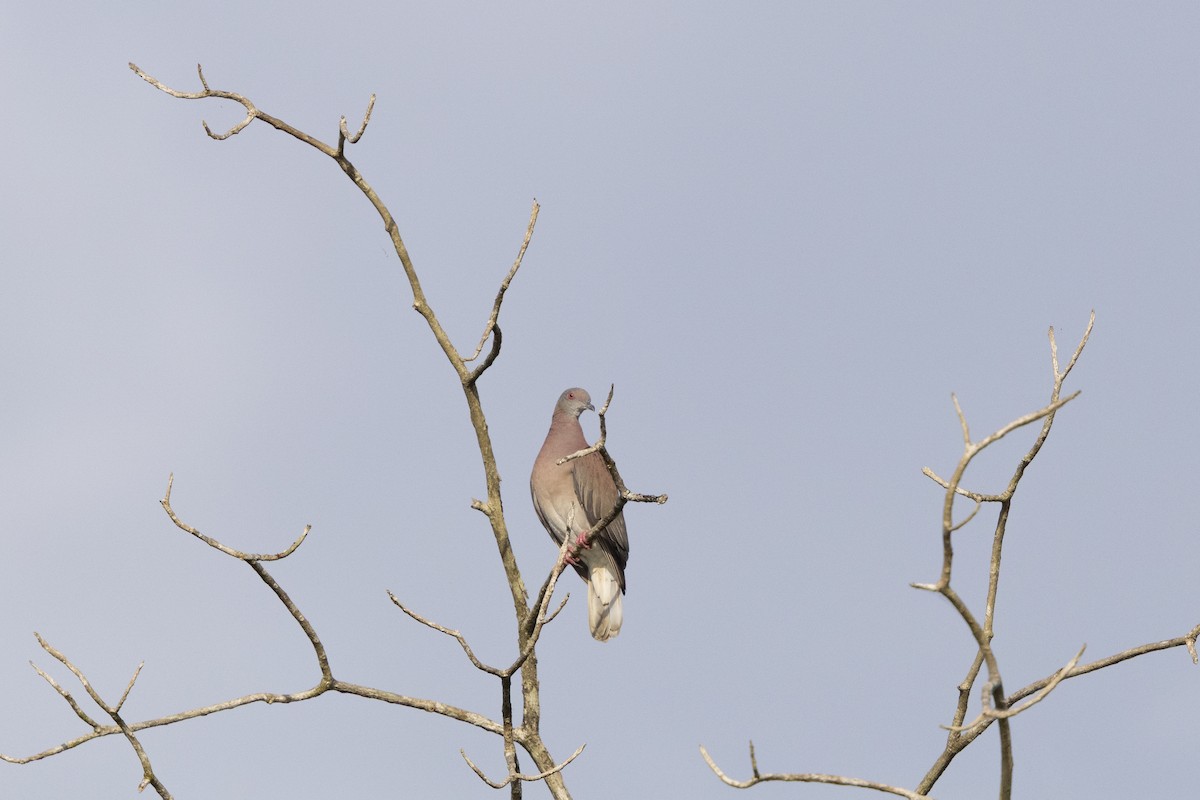eBird Checklist - 29 Mar 2026 - Río Chucunaque - 26 species