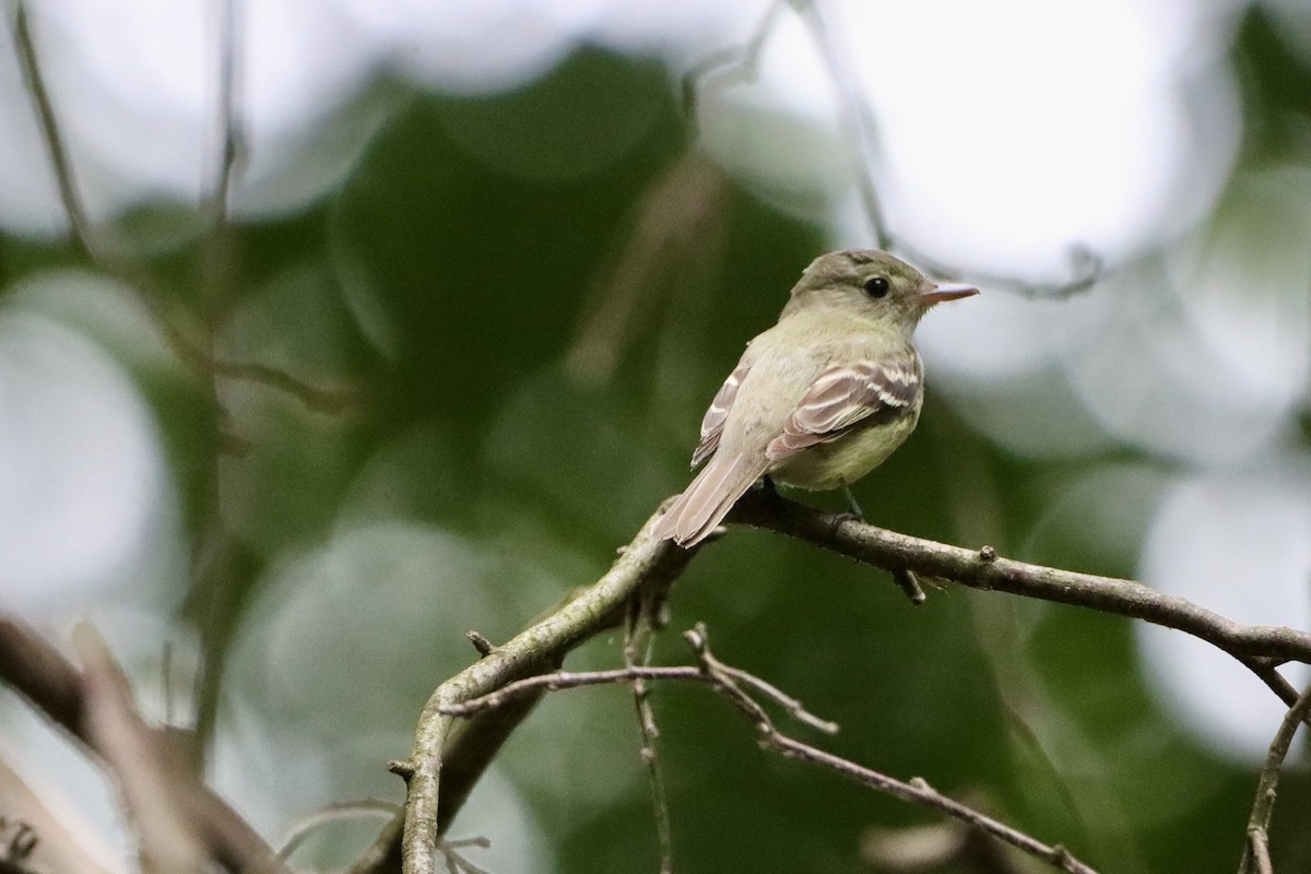 Acadian Flycatcher - ML658402636