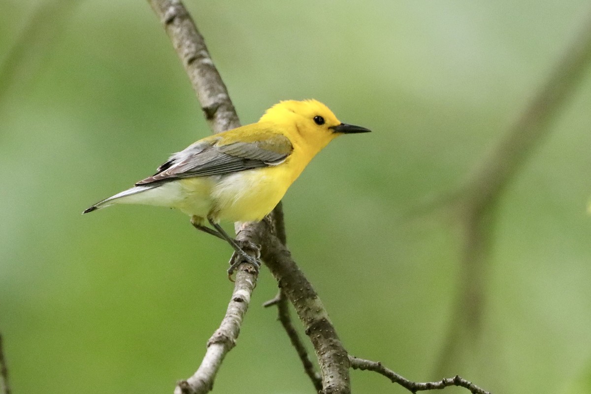 Prothonotary Warbler - ML658402658