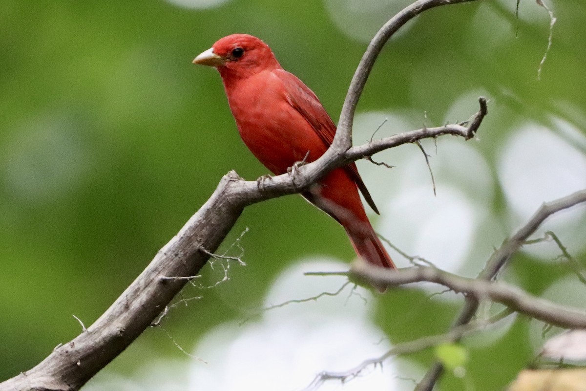 Summer Tanager - ML658402670
