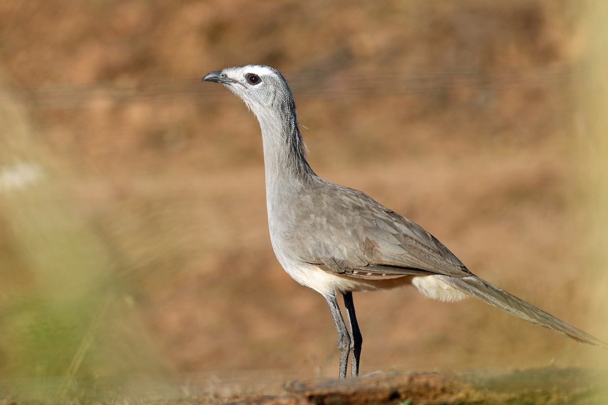 Black-legged Seriema - Steve Walker
