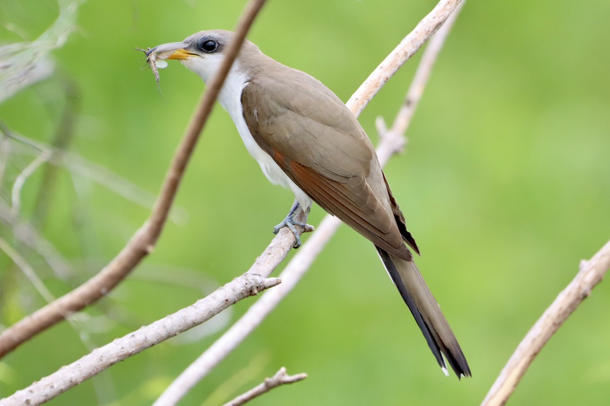 Yellow-billed Cuckoo - ML658403530