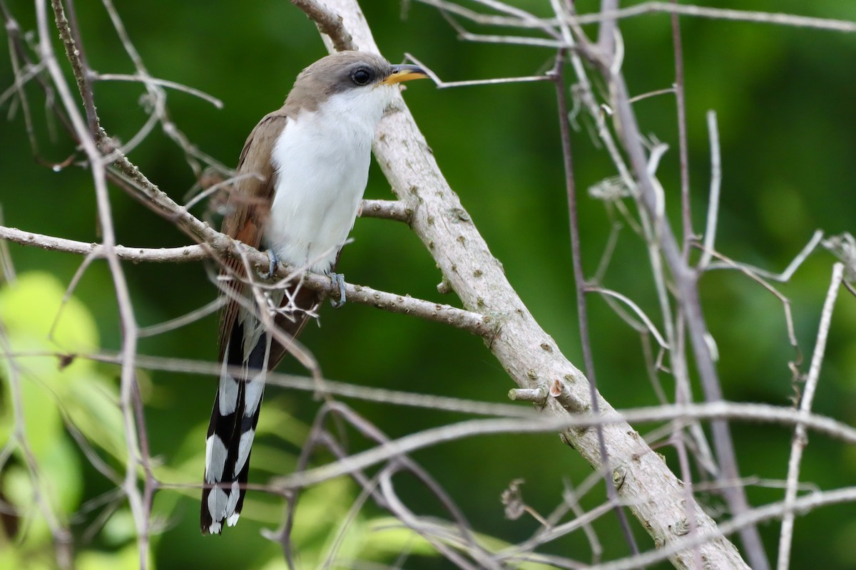 Yellow-billed Cuckoo - ML658403531