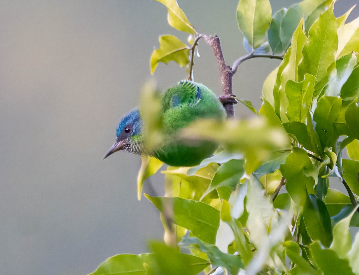 Blue Dacnis - ML658405936