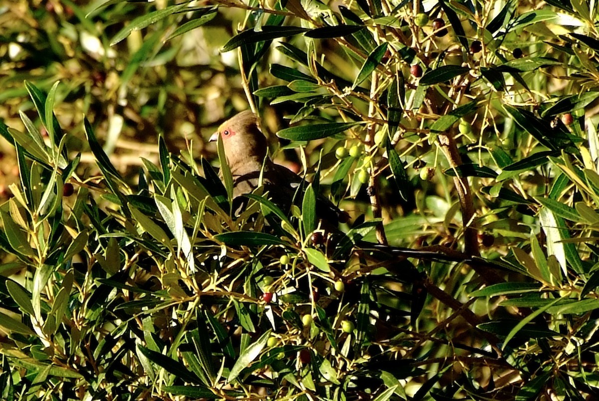 Red-faced Mousebird - ML658406715