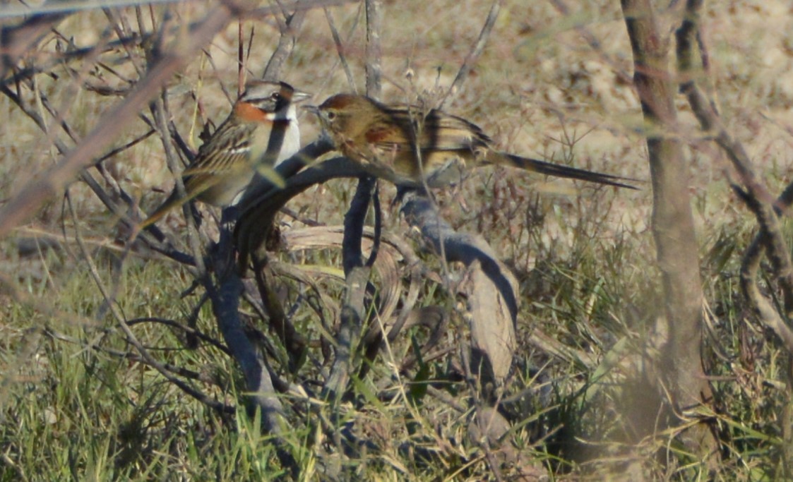 Chotoy Spinetail - ML658407224