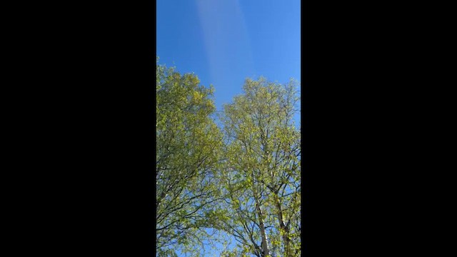 Странствующий дрозд - ML658407499
